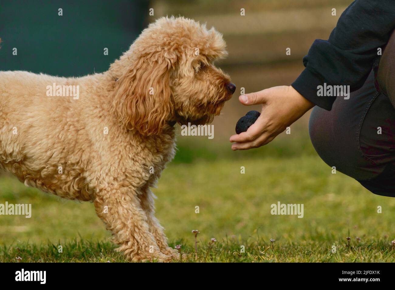 Dog training for purebred Poodle puppy, trainer truffle hunt outdoor