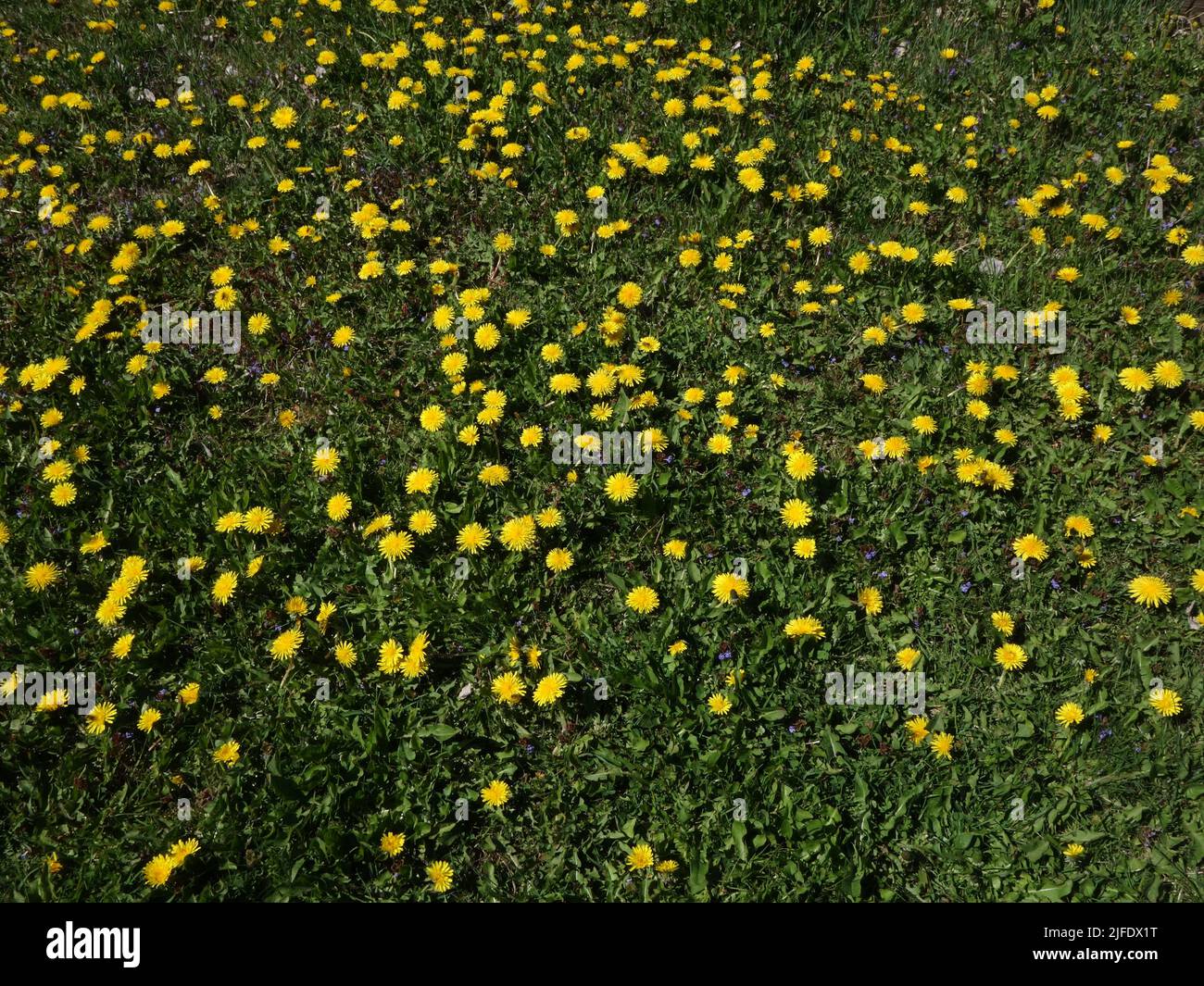 A meadow with dandelions, where you can dream away from the hustle and bustle. Stock Photo