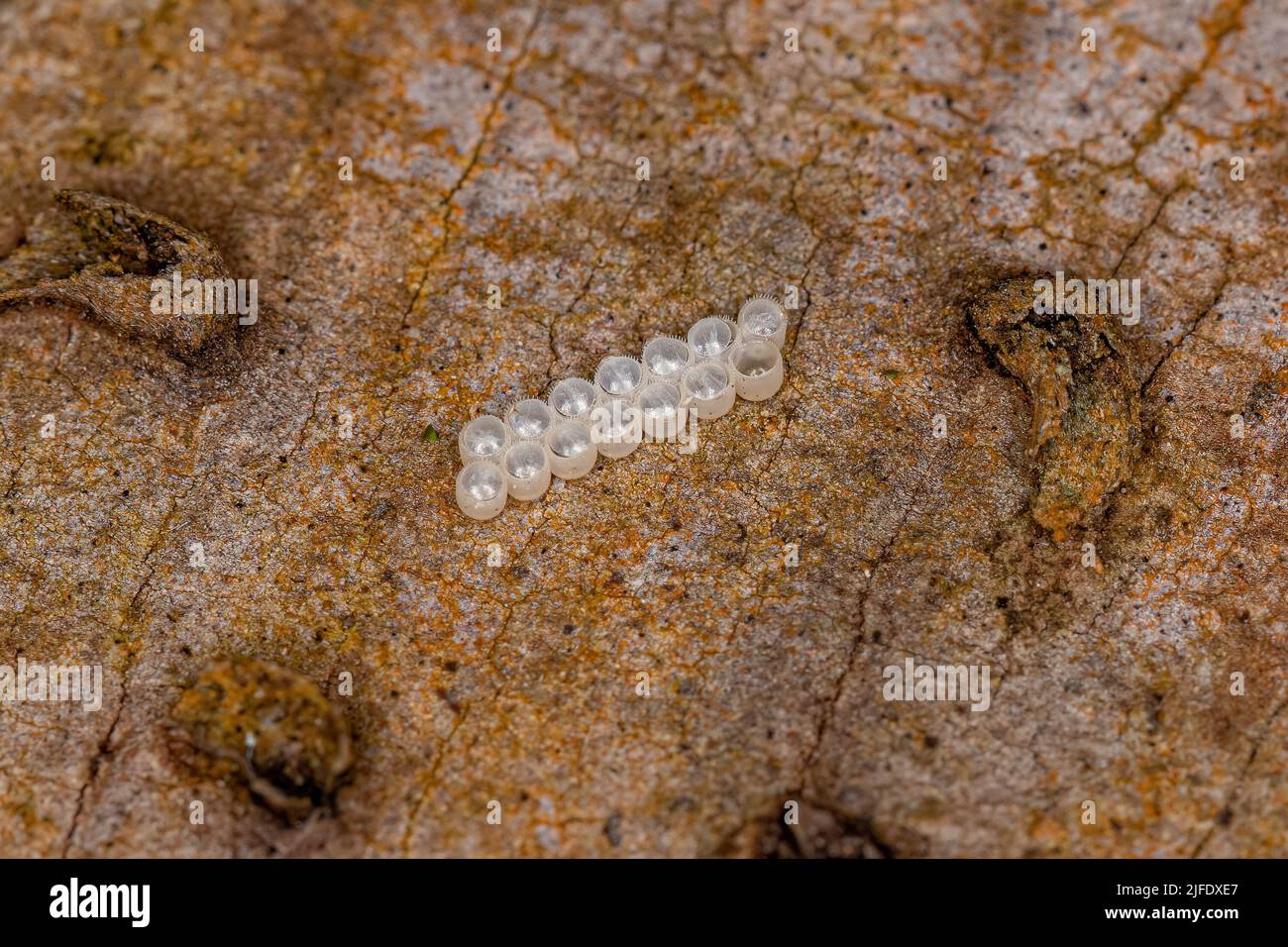 Small stink bug eggs of the family pentatomidae stock photo alamy