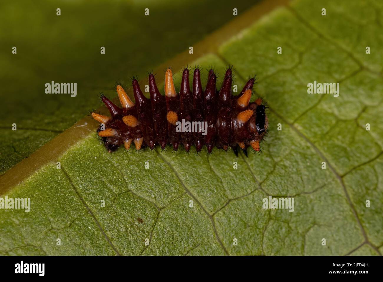 Cattleheart Insect Caterpillar of the Genus Parides Stock Photo Alamy