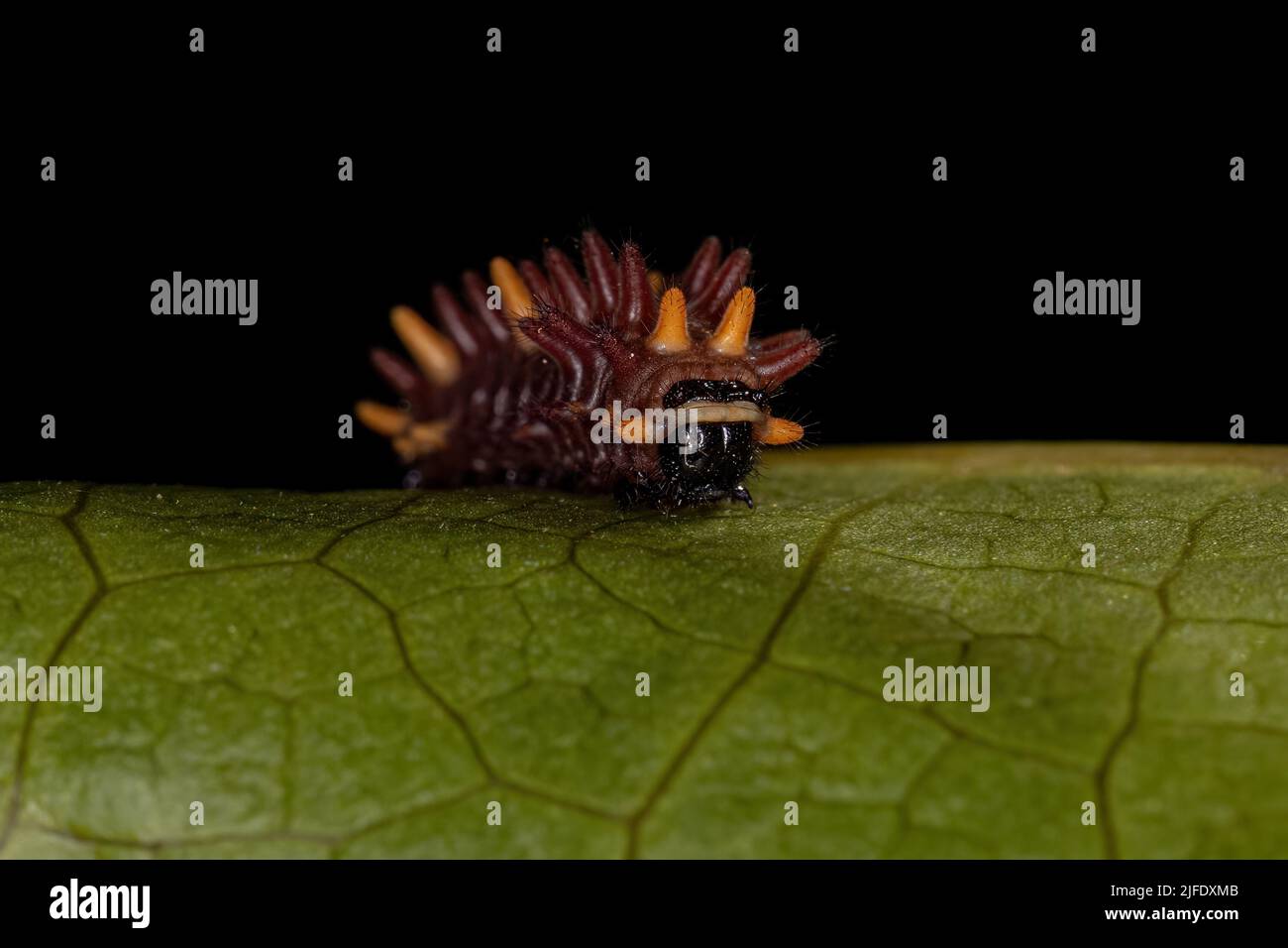 Cattleheart Insect Caterpillar of the Genus Parides Stock Photo Alamy