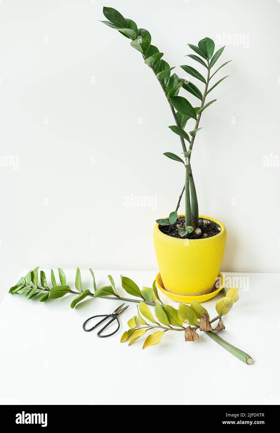 A beautiful zamiokulkas in a yellow pot stands on the table. Pruning dry and bad leaves. Scandinavian interior Stock Photo