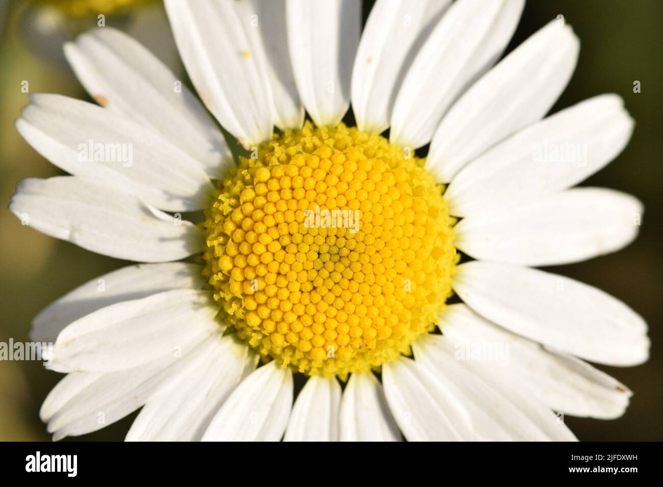 A closeup of a white oxeye daisy flower Stock Photo