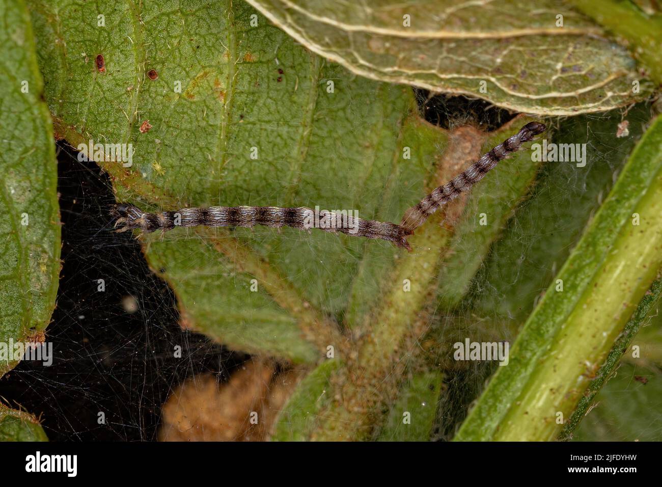 small moth larva of the Order Lepidoptera Stock Photo Alamy