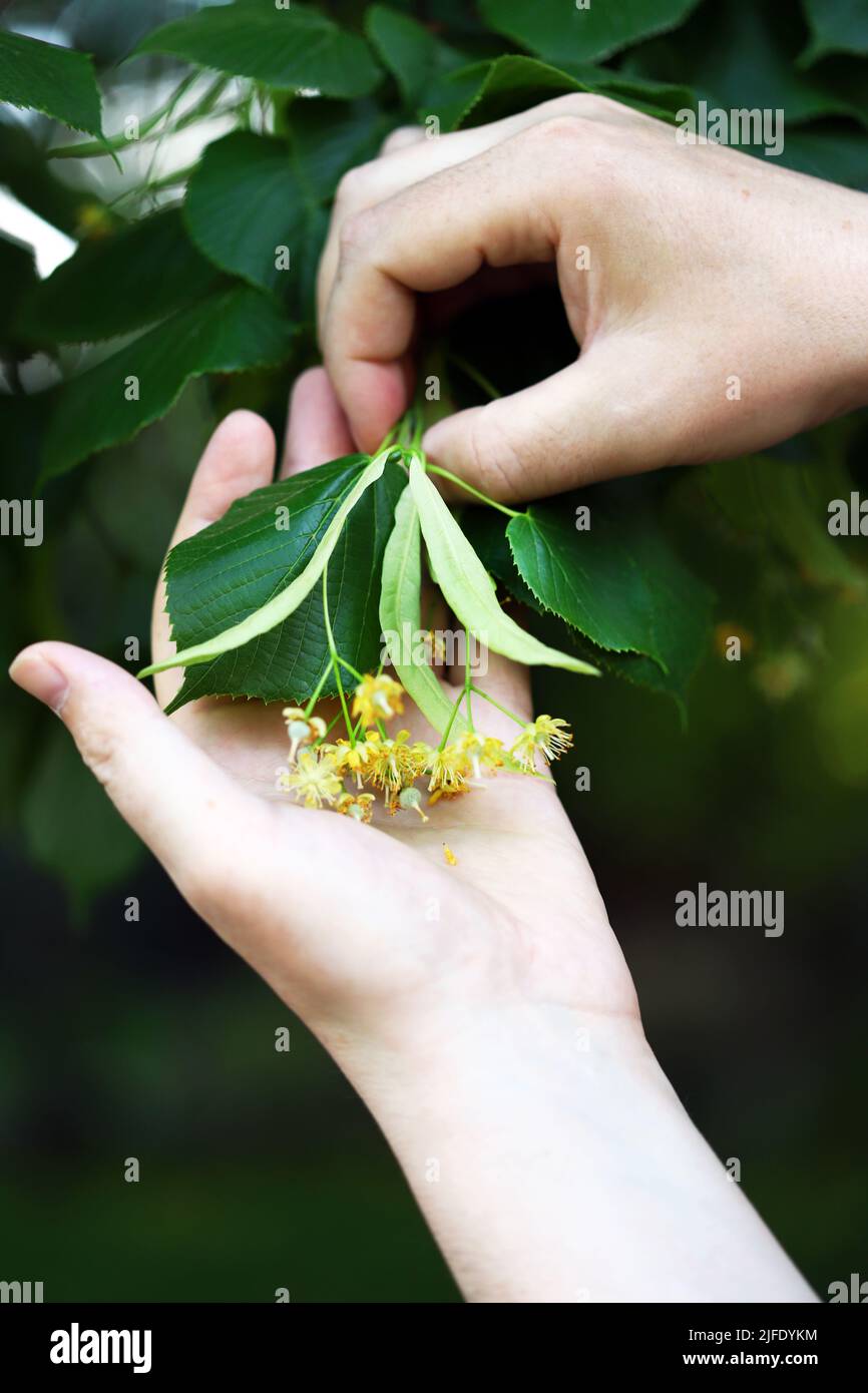 Hands pick the linden from the tree. Linden flowers in hands. Harvesting from a linden tree. Stock Photo
