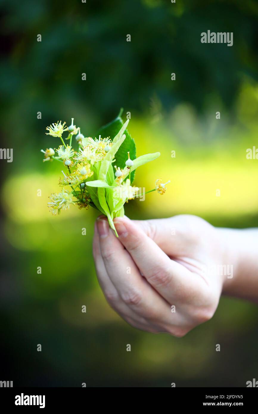 Hands pick the linden from the tree. Linden flowers in hands. Harvesting from a linden tree. Stock Photo