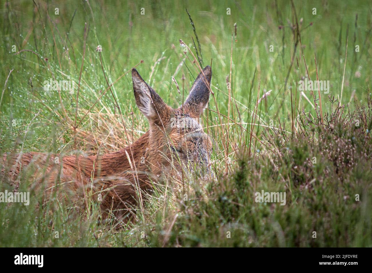 A summer close HDR image of a solitary Red Deer calf, Cervus elaphus scoticus, in grassland, Strathnairn, Scotland. 30 May 2022 Stock Photo