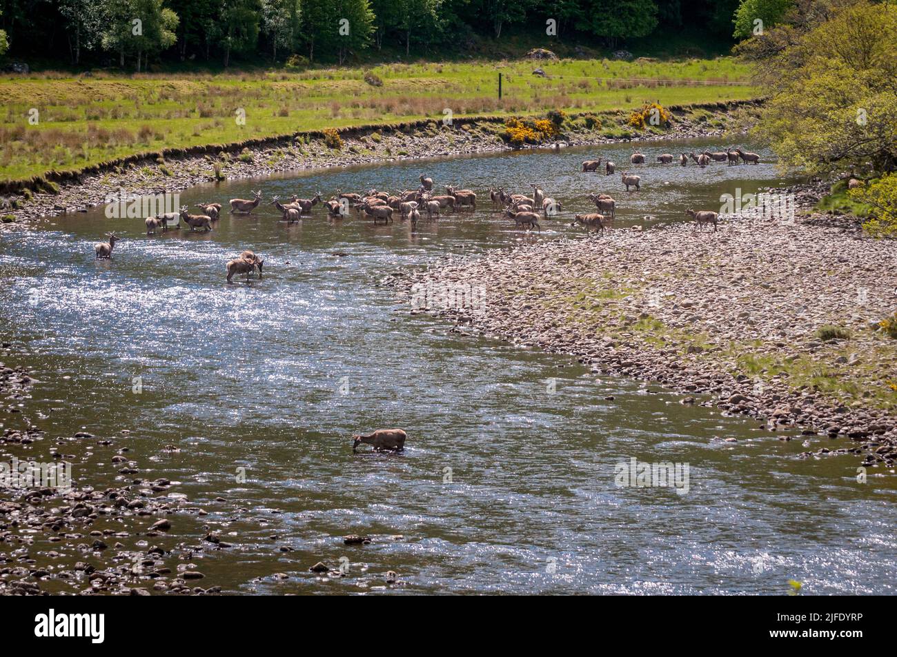 A summer HDR image of a herd of Red Deer Stags, Cervus elaphus scoticus, in the River Meig, Strathconon, Scotland. 02 June 2022 Stock Photo