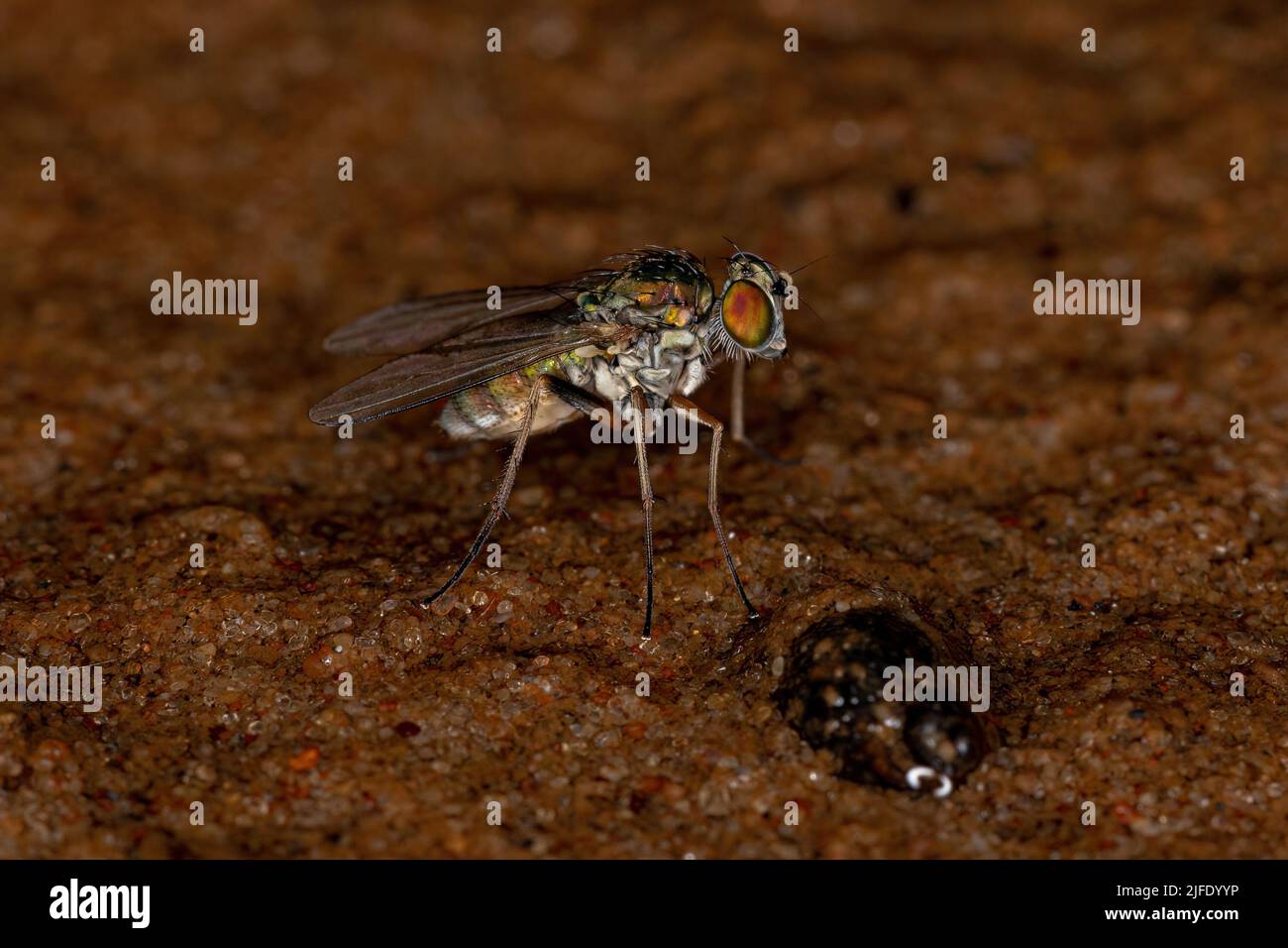 Adult Long-legged Fly of the Family Dolichopodidae Stock Photo