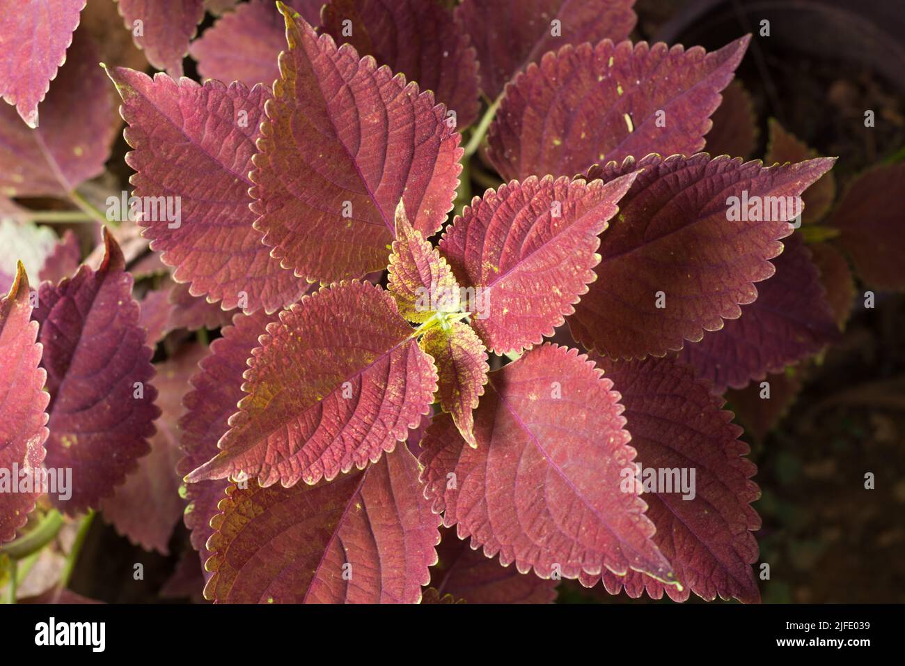 Brown leaves pattern hi-res stock photography and images - Alamy