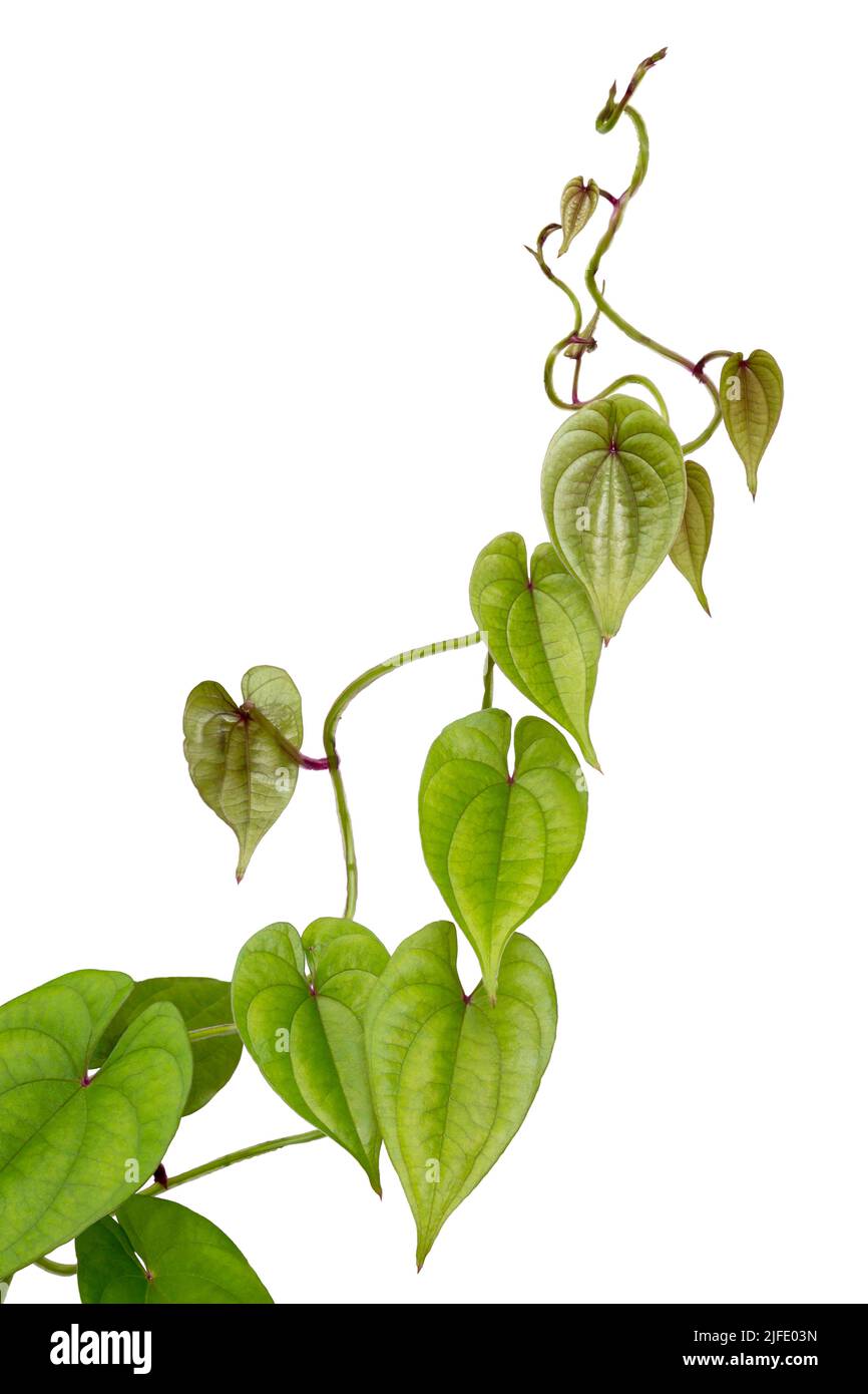 purple yam plant vine, dioscorea alata, also known as ube or greater yam, perennial, fast growing and climbing plant isolated on white background Stock Photo