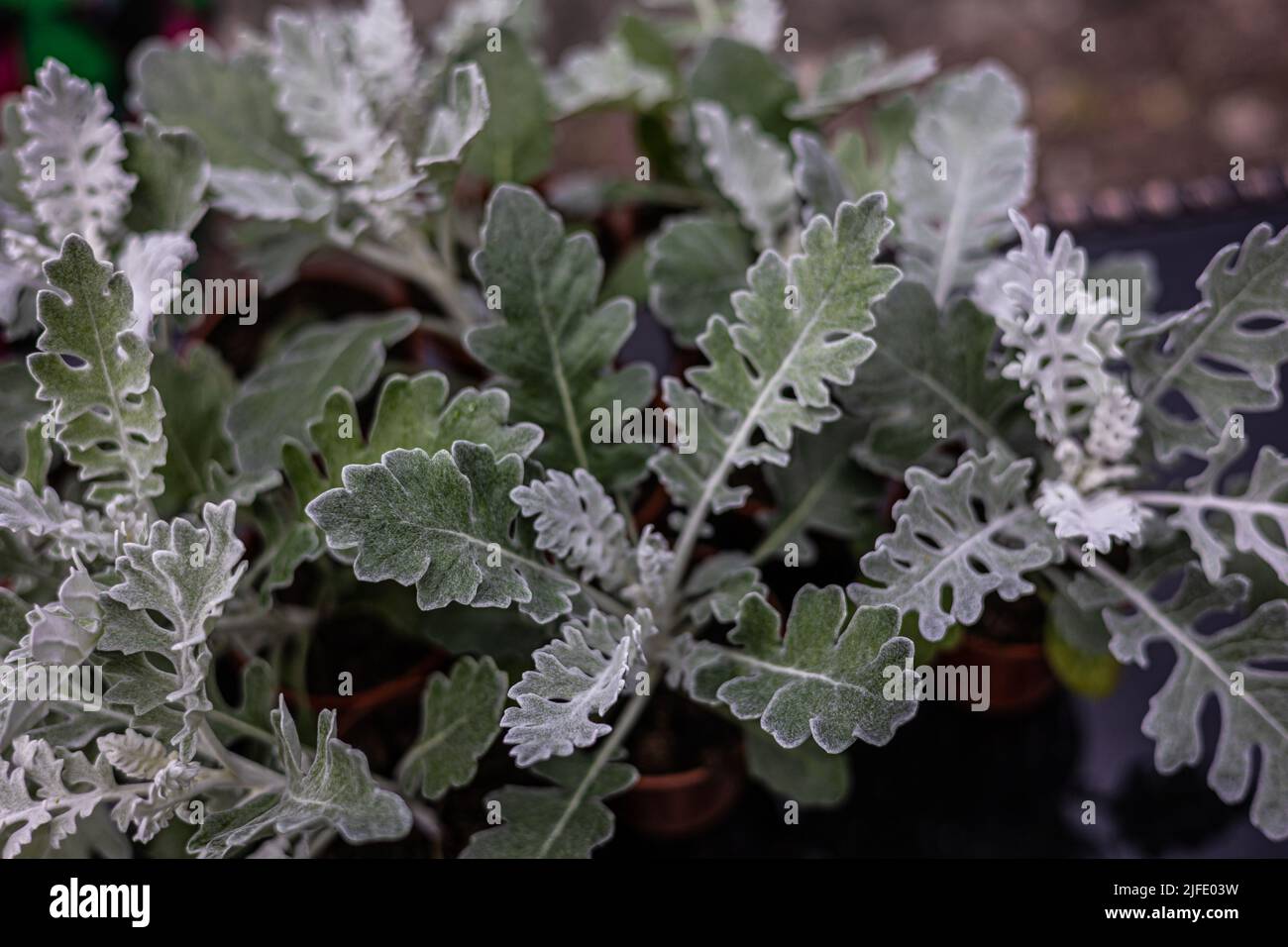 Senecio cineraria ‘Silver Dust’ is a tender shrub, predominantly grown for its beautiful silver foliage Stock Photo