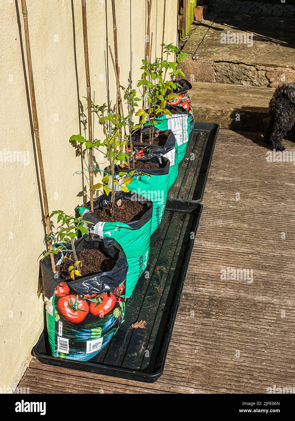 Young red cherry Tomatoes - Solanum lycopersicum growing on in growbags and bamboo canes used as support, United Kingdom Stock Photo