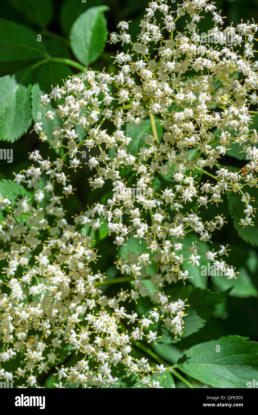 White Elderberry flowers which develop into dark purple berries in the Autumn which can be used to make wine Stock Photo