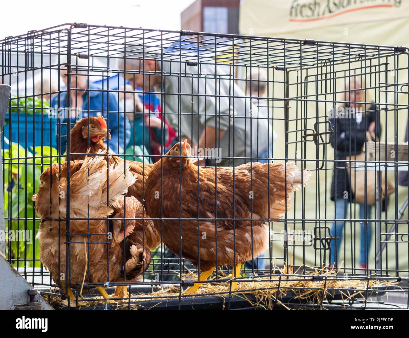 Domestic hens in a cage for sale at a farmers country market. Stock Photo