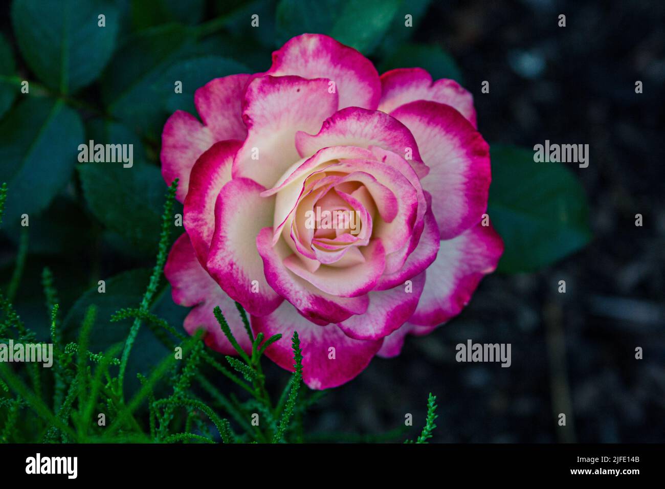 A closeup of a pinkedged rose on the ground Stock Photo Alamy