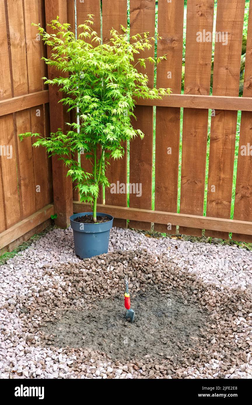 Maple tree during planting sequence in house garden Stock Photo - Alamy