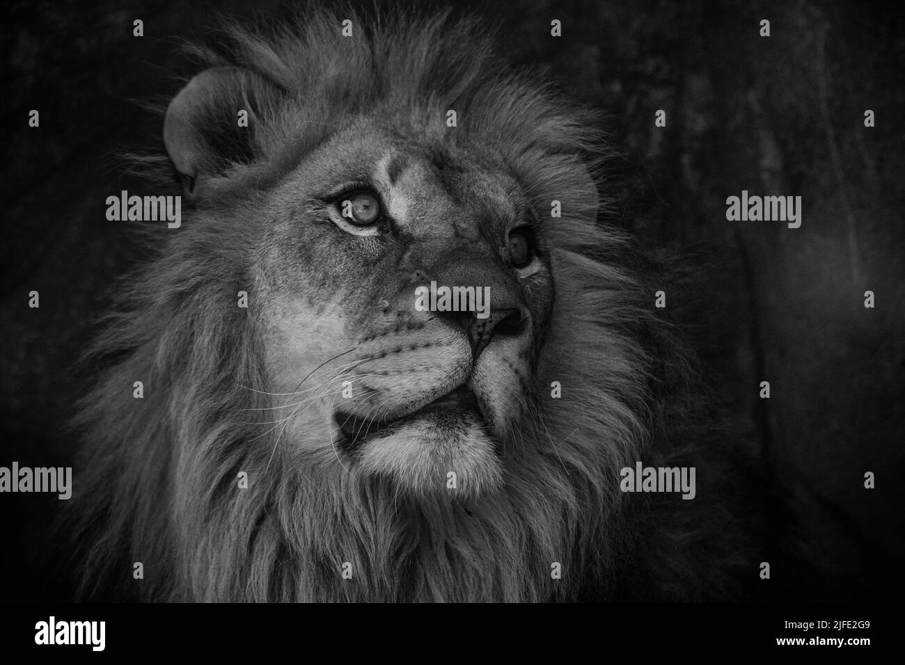 A grayscale of a lion's head staring Stock Photo - Alamy