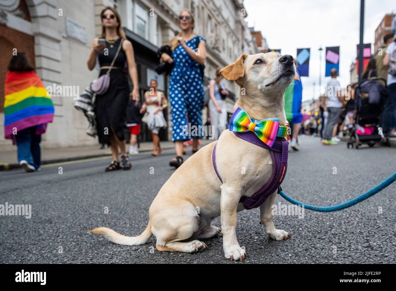 Lgbt dog collar online
