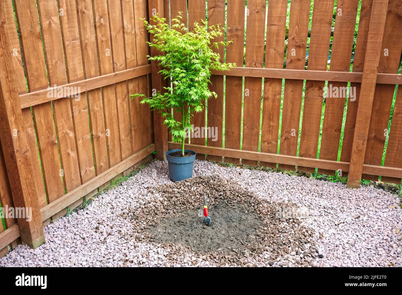 Maple tree during planting sequence in house garden Stock Photo - Alamy