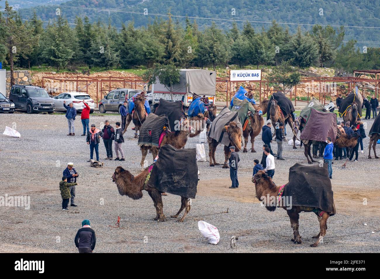 Bodrum, Mugla, Turkey, 01.08.2022: Camels waiting outside the sports arena of the annual wrestling competition festival at the Aegean Region of Turkey Stock Photo