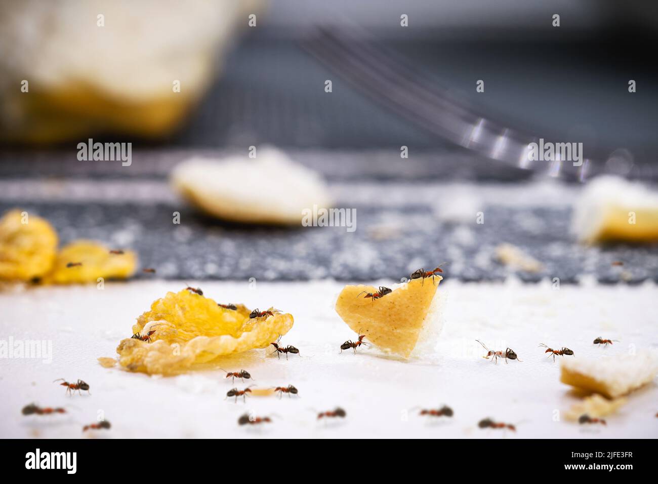 ants on dirt and bread crumbs on the table, insect infestation in the