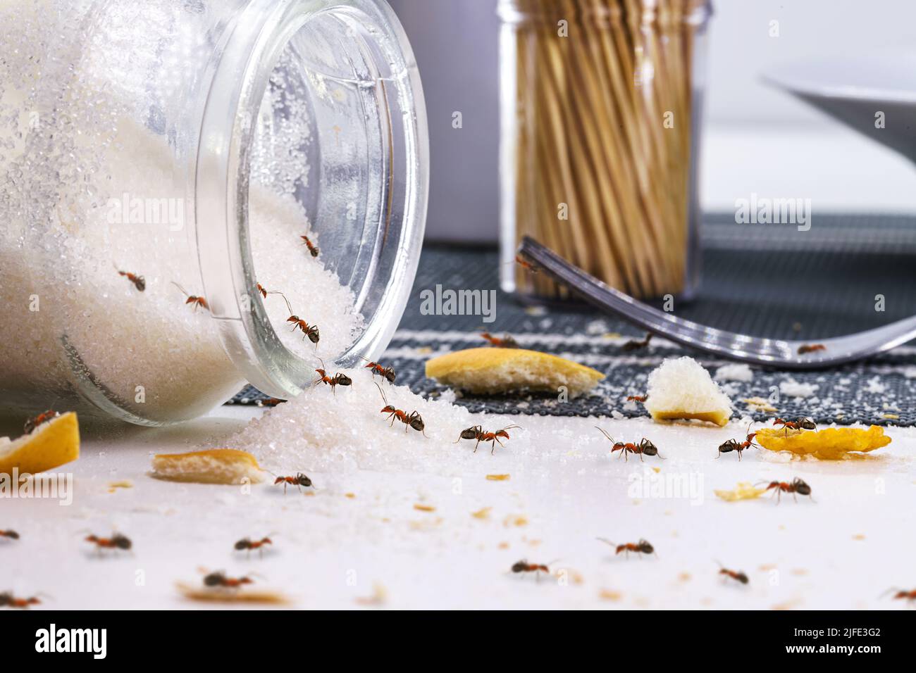red ants eating sugar over messy table, ant infestation indoors Stock Photo Alamy