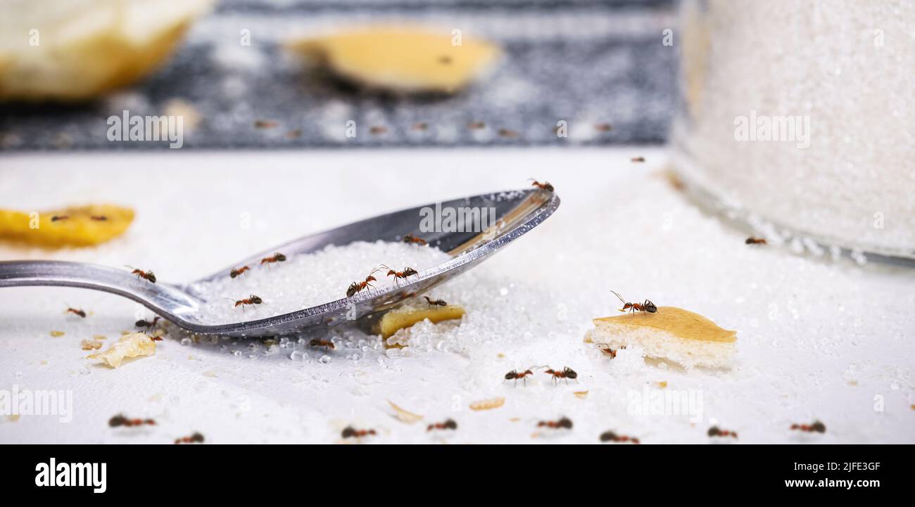 ants on sugar spoon on the table, insect infestation in the kitchen