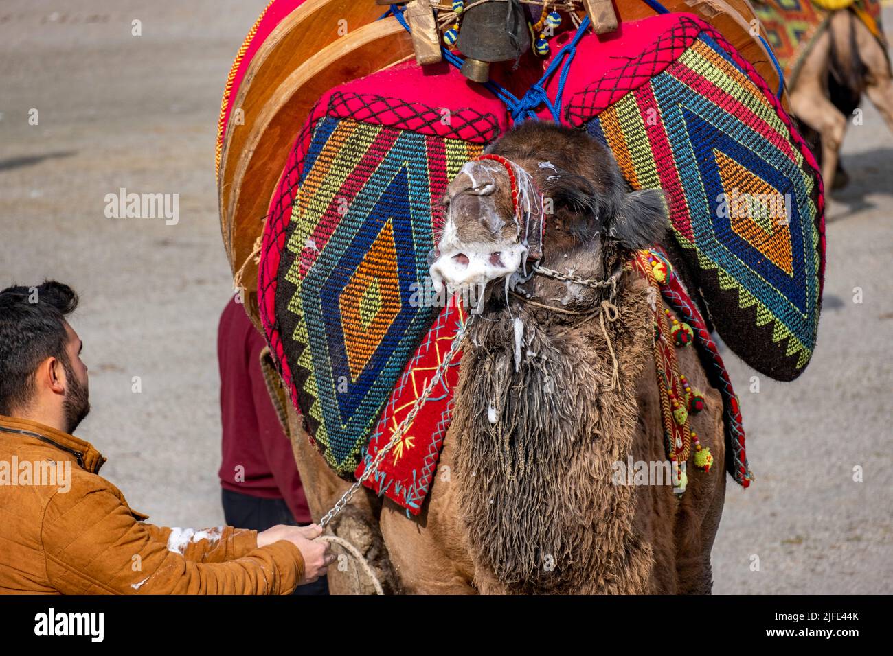 Bodrum, Mugla, Turkey, 01.08.2022: Angry camel spitting white saliva at traditional camel wrestling festival at Aegean Region of Turkey. Men holding Stock Photo