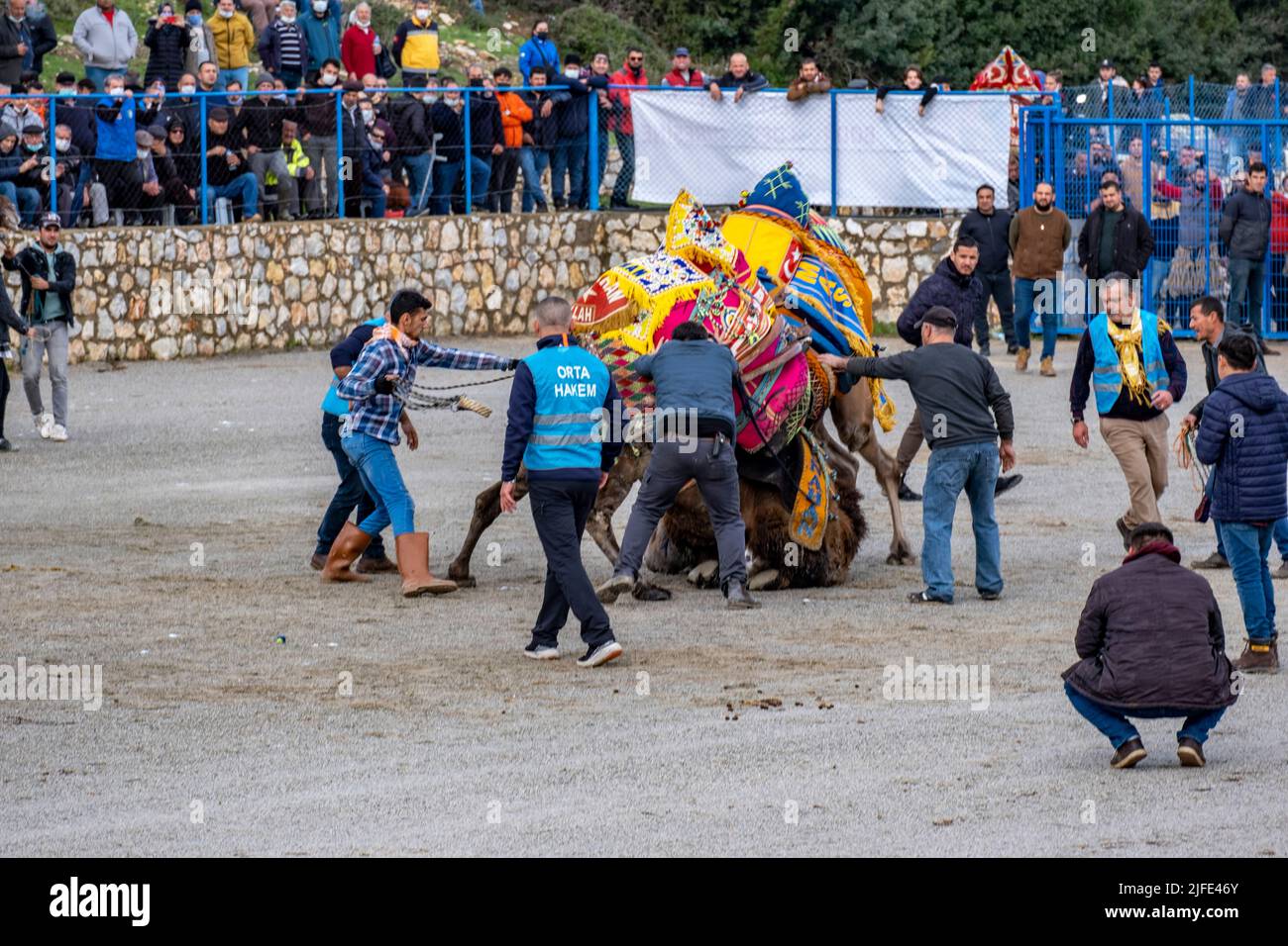 Bodrum, Turkey - 8th Jan. 2022: Traditional camel wrestling in Bodrum, Aegean Region of Turkey. Colorfully dressed camels fighting. Blue vest Referee Stock Photo