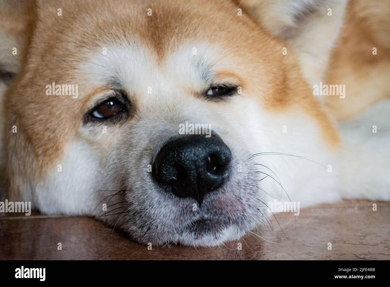 Close-up of the muzzle of a large dog Akita Inu. The pet lies, looks into distance with brown eyes. Stock Photo
