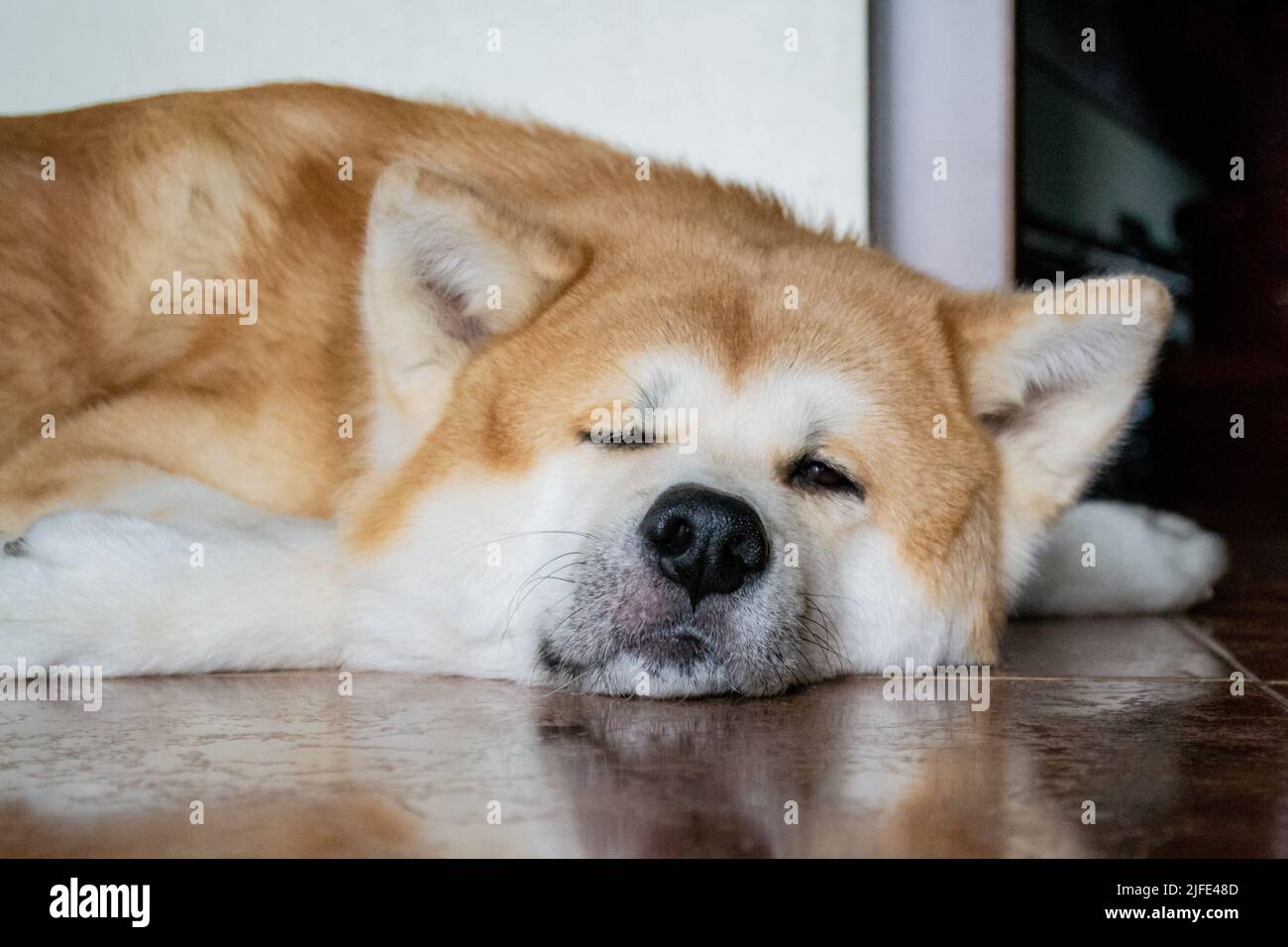 A large dog of the Akina Inu breed lies relaxed on the floor and squints with one eye at the camera. Stock Photo