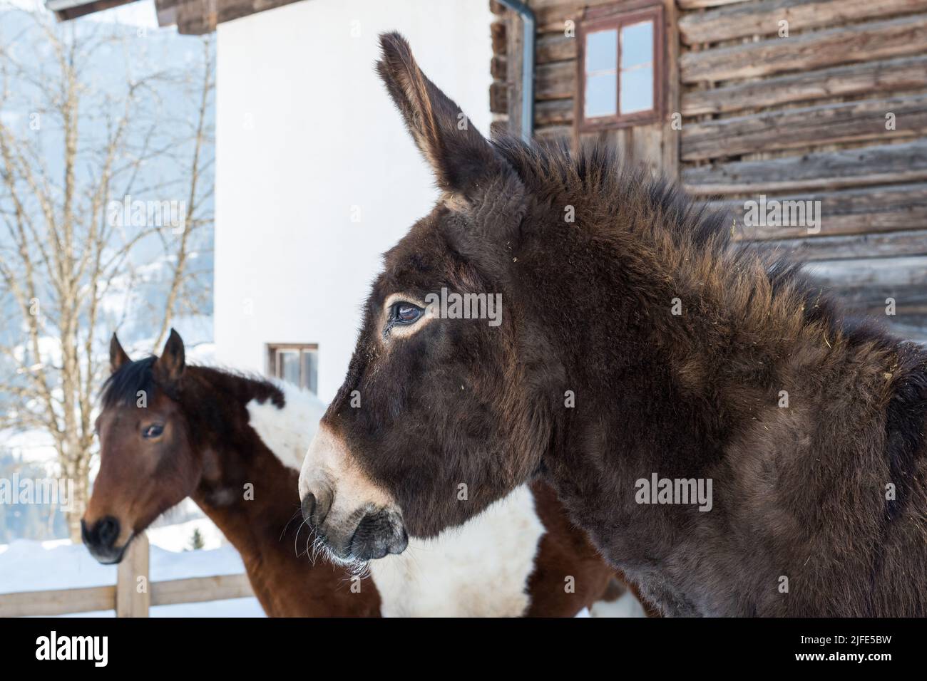 A donkey and a horse, Leogang, Austria Stock Photo