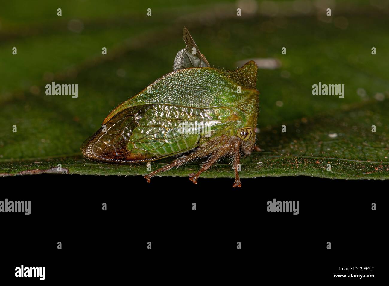 Adult Buffalo Treehopper of the Tribe Ceresini Stock Photo - Alamy