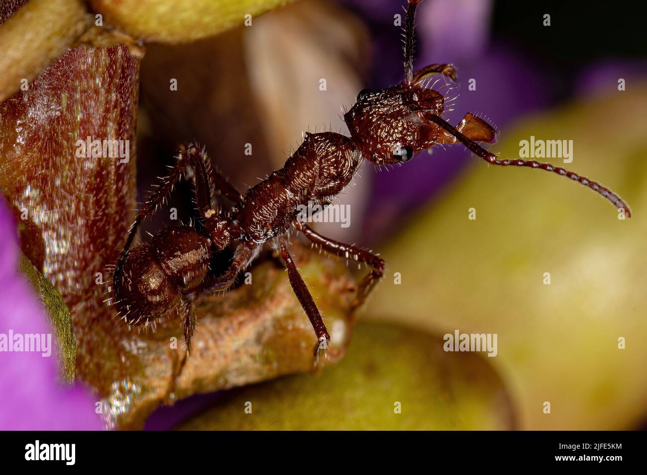Adult Female Ectatommine Ant of the Genus Ectatomma Stock Photo