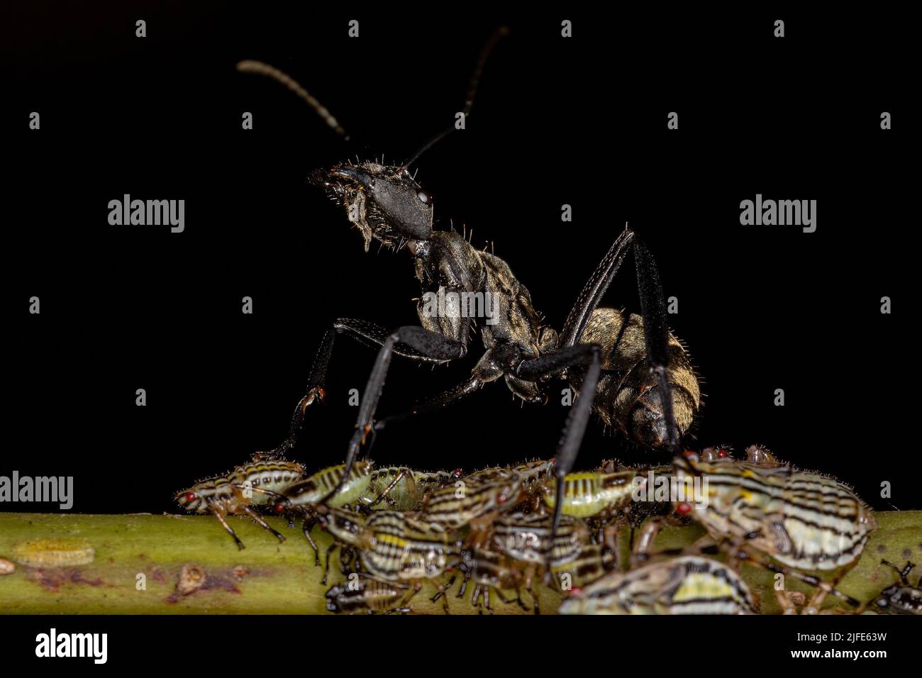 Female Adult Shimmering Golden Sugar Ant of the species Camponotus ...