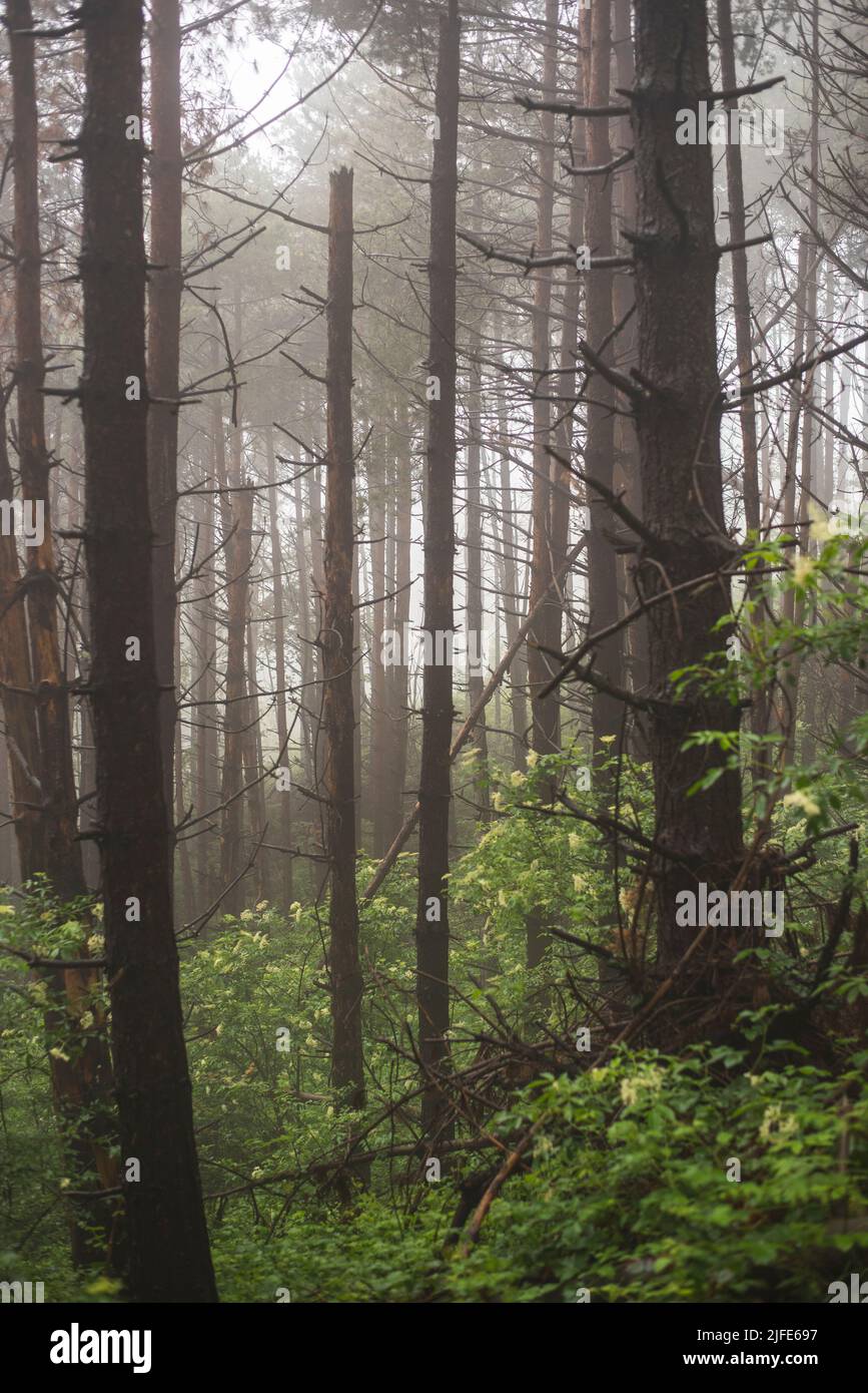 Landscape of foggy pine forest in mountain on rainy summer day Stock ...
