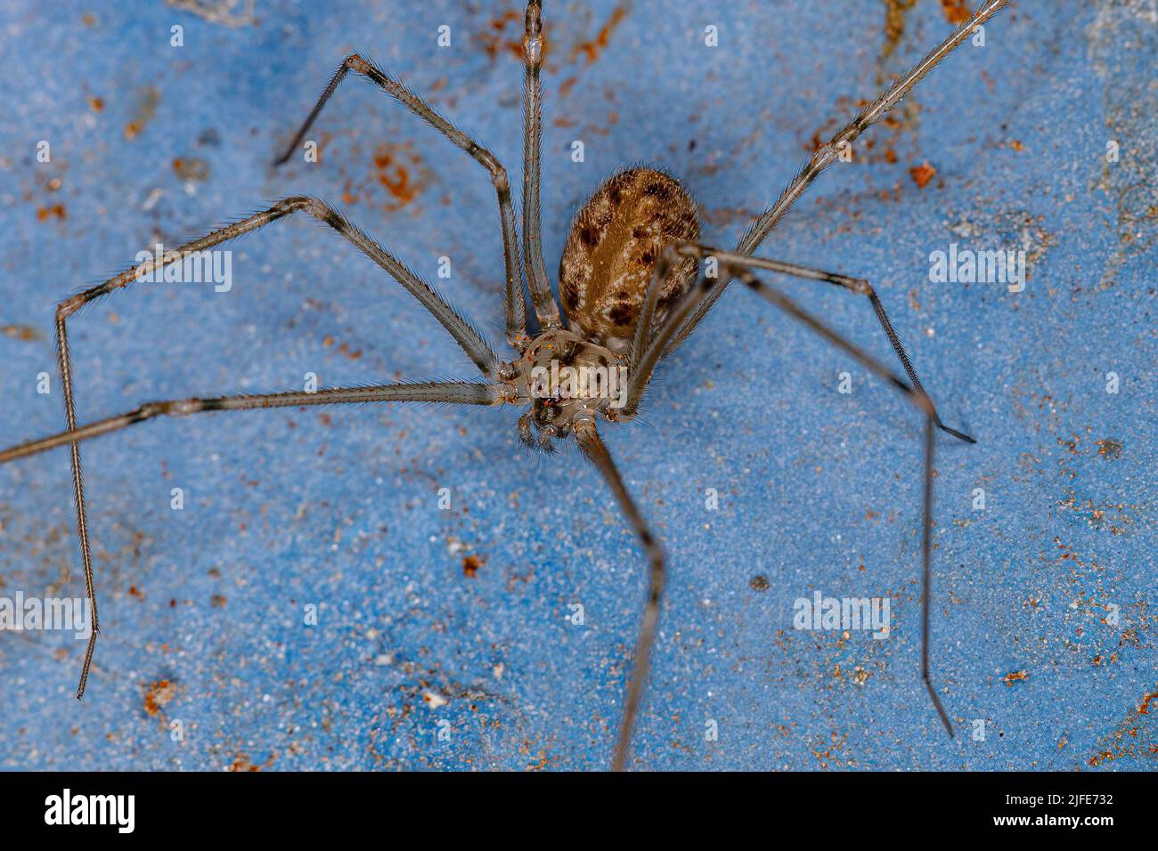 Adult Male Short-bodied Cellar Spider of the species Physocyclus globosus Stock Photo