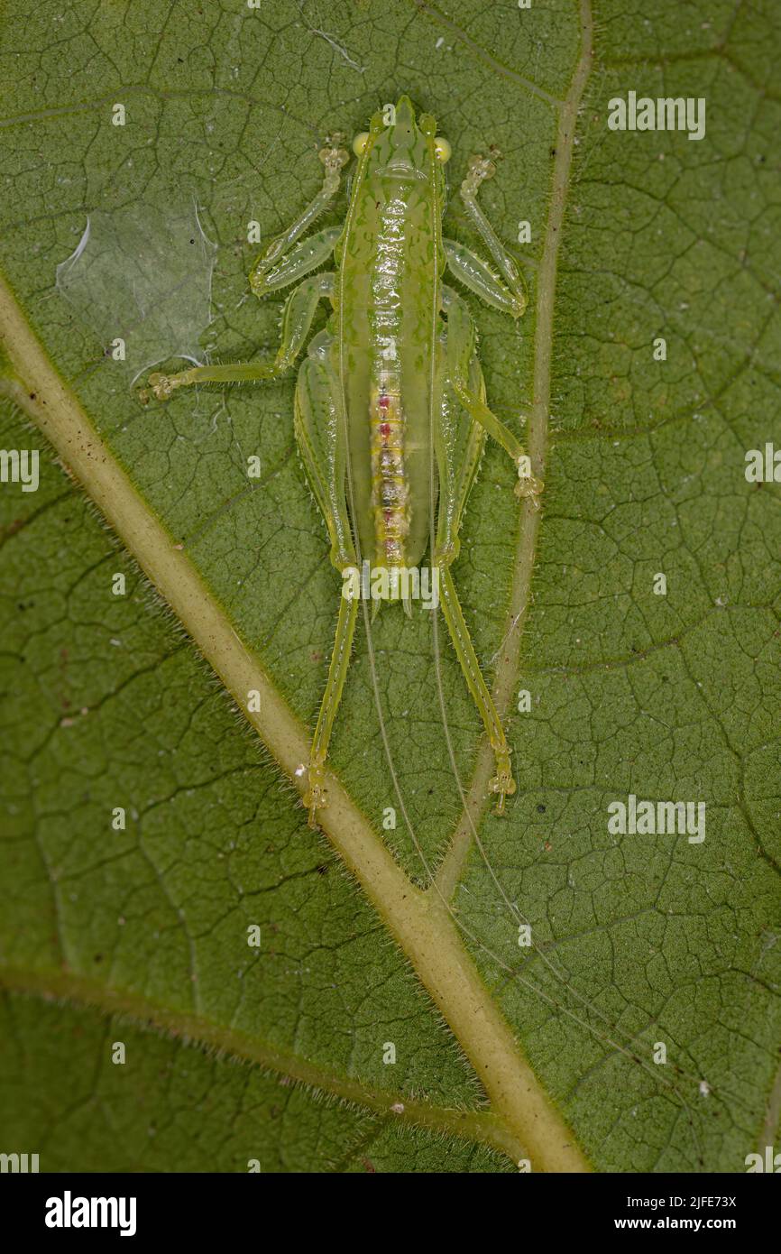 Common Conehead Nymph of the Tribe Copiphorini Stock Photo Alamy