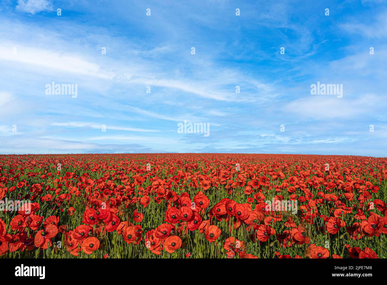 A field of poppies set against a blue sky up next to the Trundle at Goodwood and lying in the South Downs National Park in West Sussex. Stock Photo