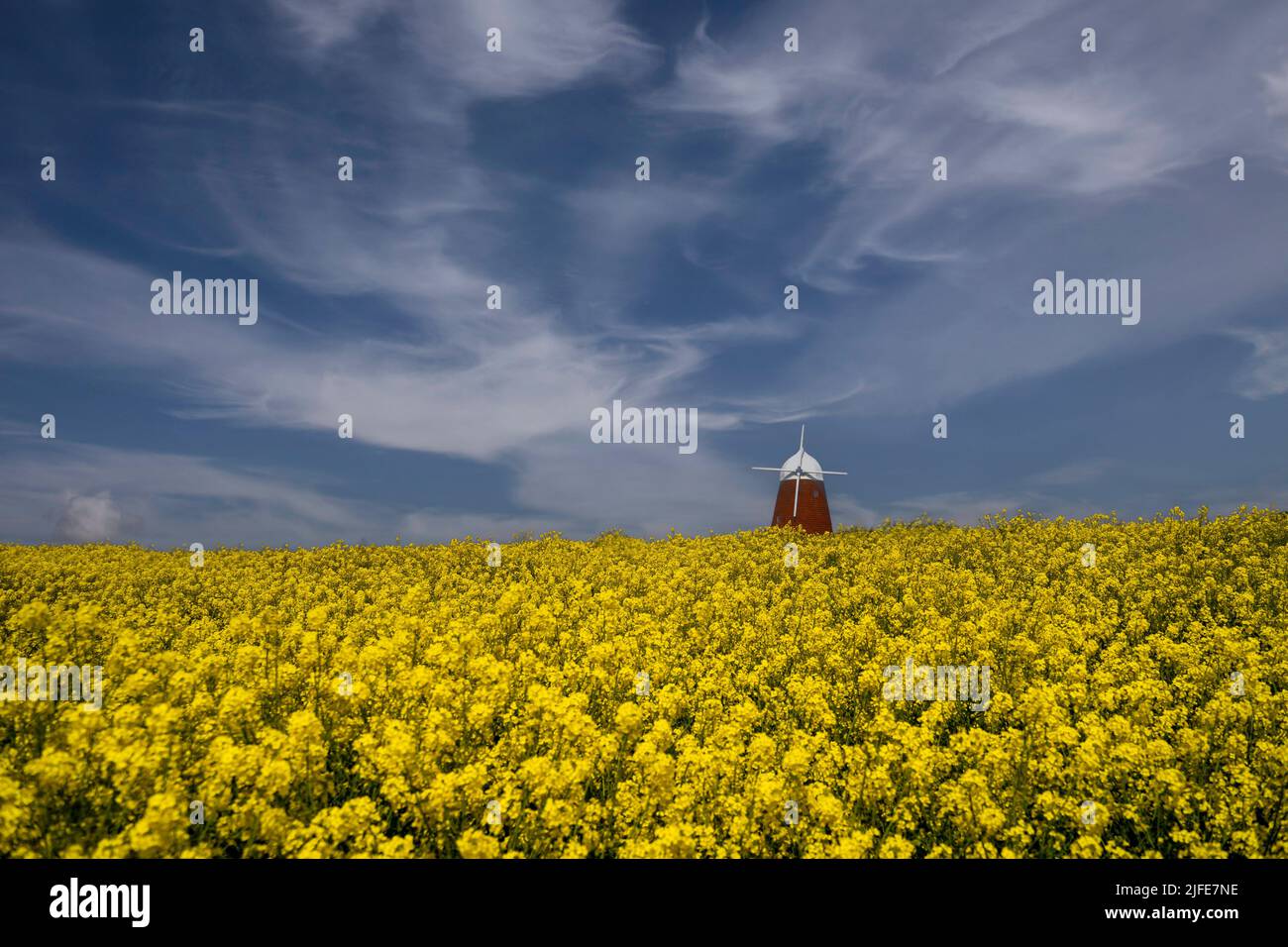 Halnaker windmill surrounded by rape seed fields in the South Downs National Park near Chichester in West Sussex Stock Photo