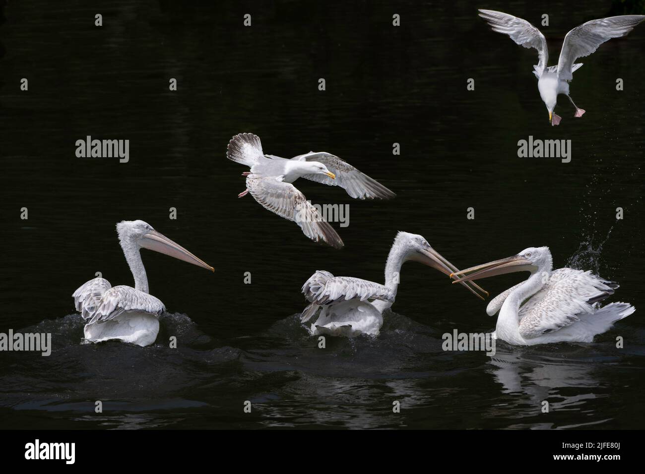 Dalmatian pelicans and gulls fighting over food being fed to the pelicans at Wildfowl and Wetlands at Arundel in West Sussex. Stock Photo