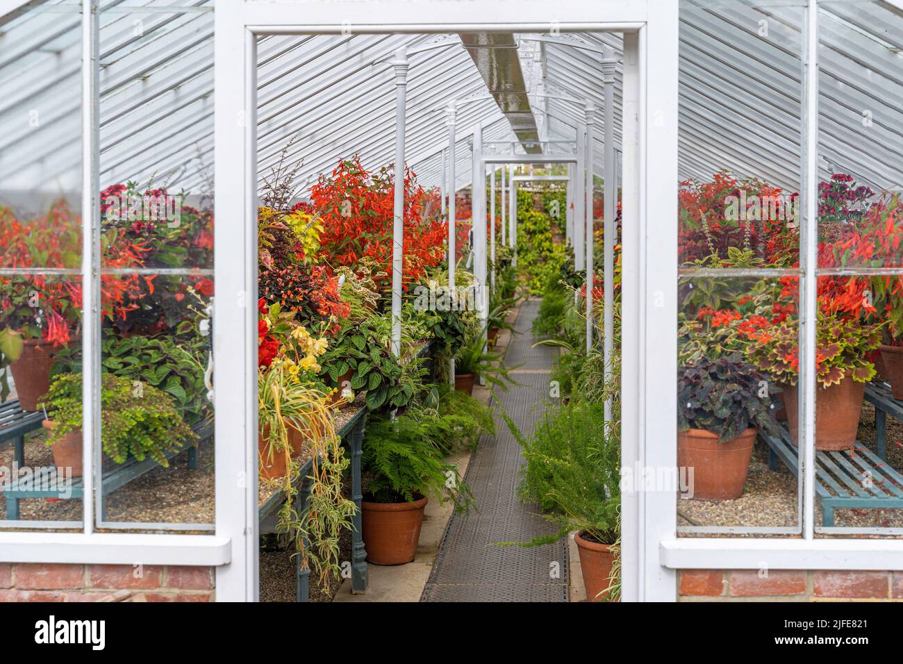 Victorian greenhouse, bulging with plants within the walled gardens of West Dean Gardens Stock Photo
