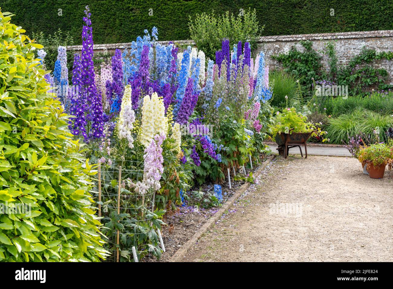 Glorious colourful delphiniums in the walled garden at West Dean Gardens, near Chichester in West Sussex Stock Photo