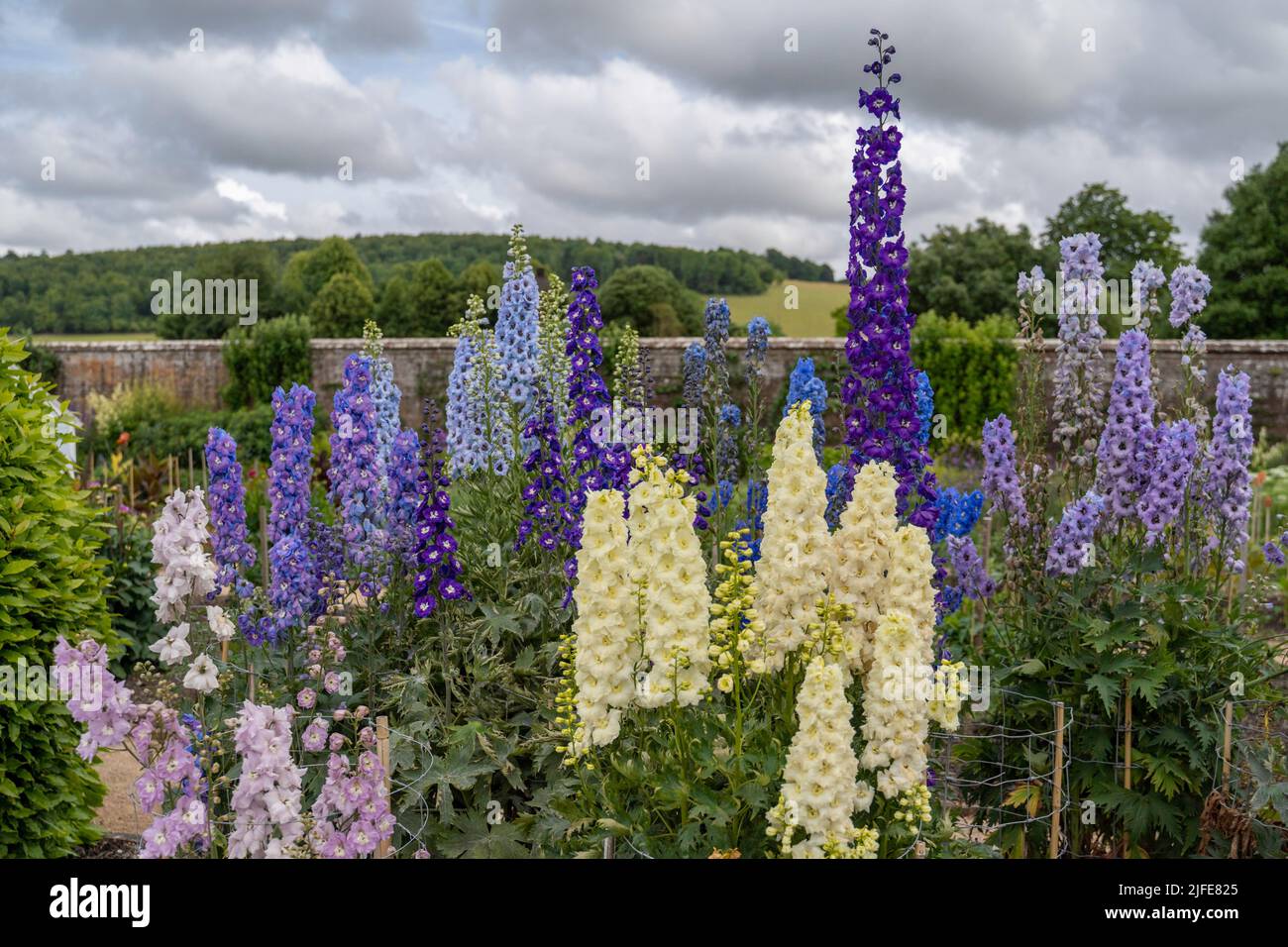 Glorious colourful delphiniums in the walled garden at West Dean Gardens, near Chichester in West Sussex Stock Photo