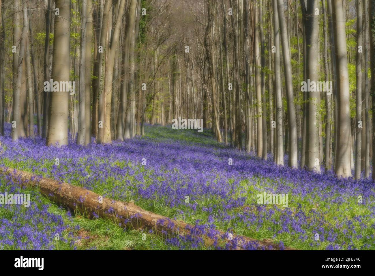 Springtime in the bluebell wood of Nore Wood, an ancient woodland on the Slindon Estate belonging to The National Trust Stock Photo