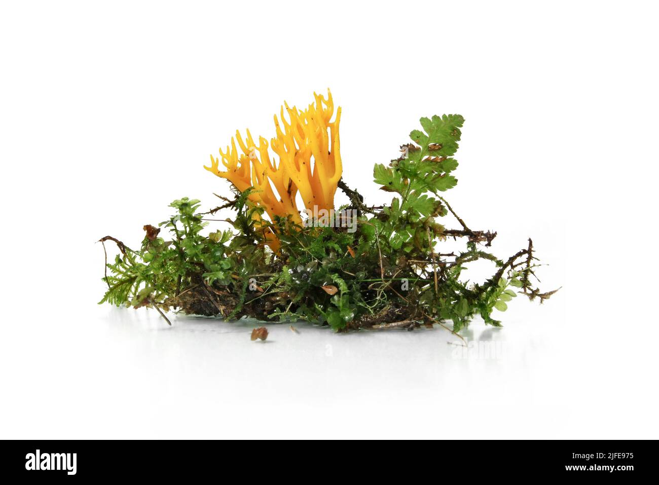 Mushroom Yellow Stagshorn (Calocera viscosa) on desktop for sample study Stock Photo