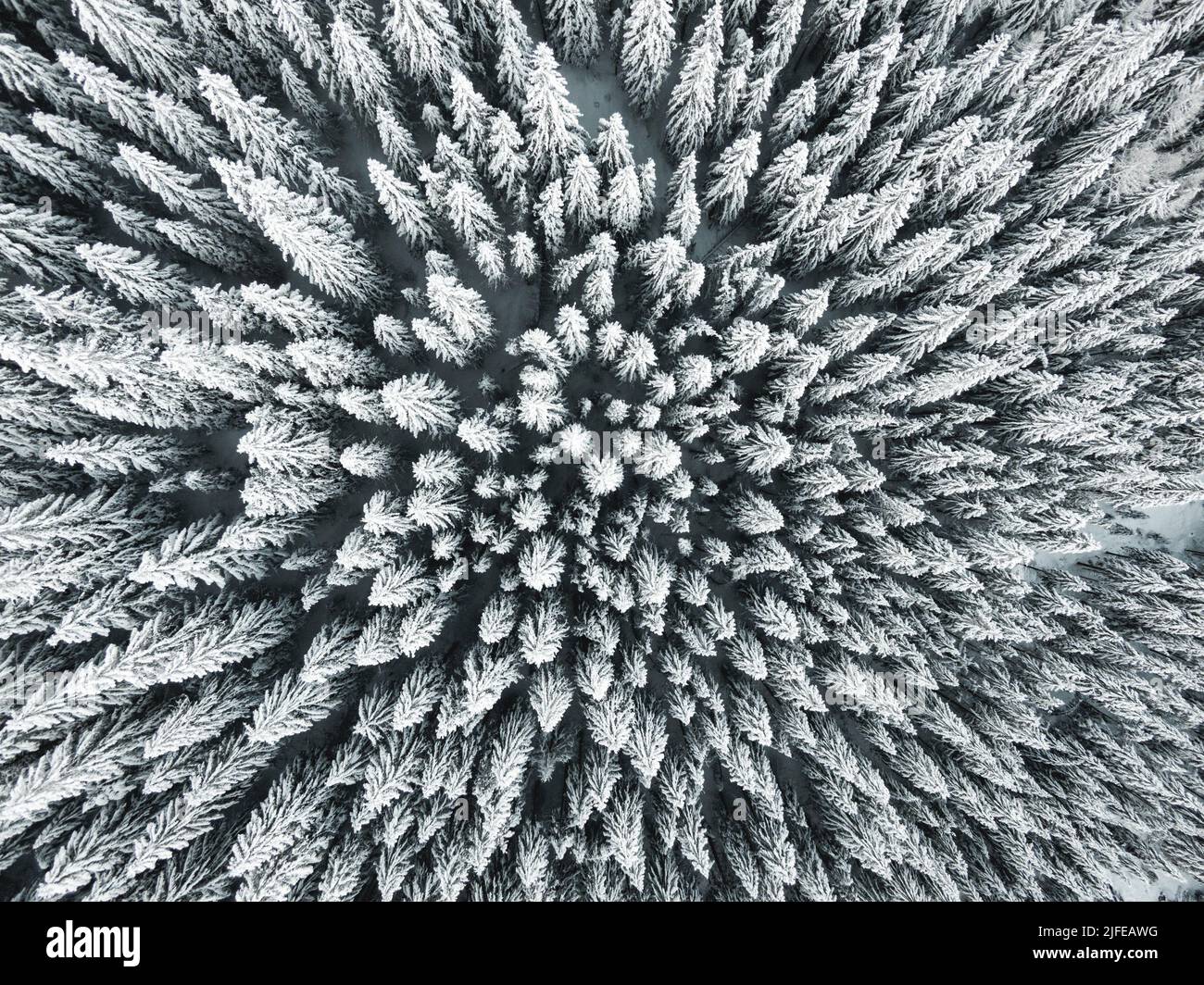An aerial view of snowy pine trees in a forest Stock Photo - Alamy