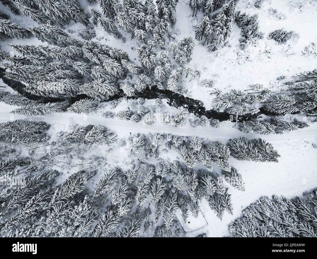 An aerial view of snowy pine trees in a forest Stock Photo - Alamy