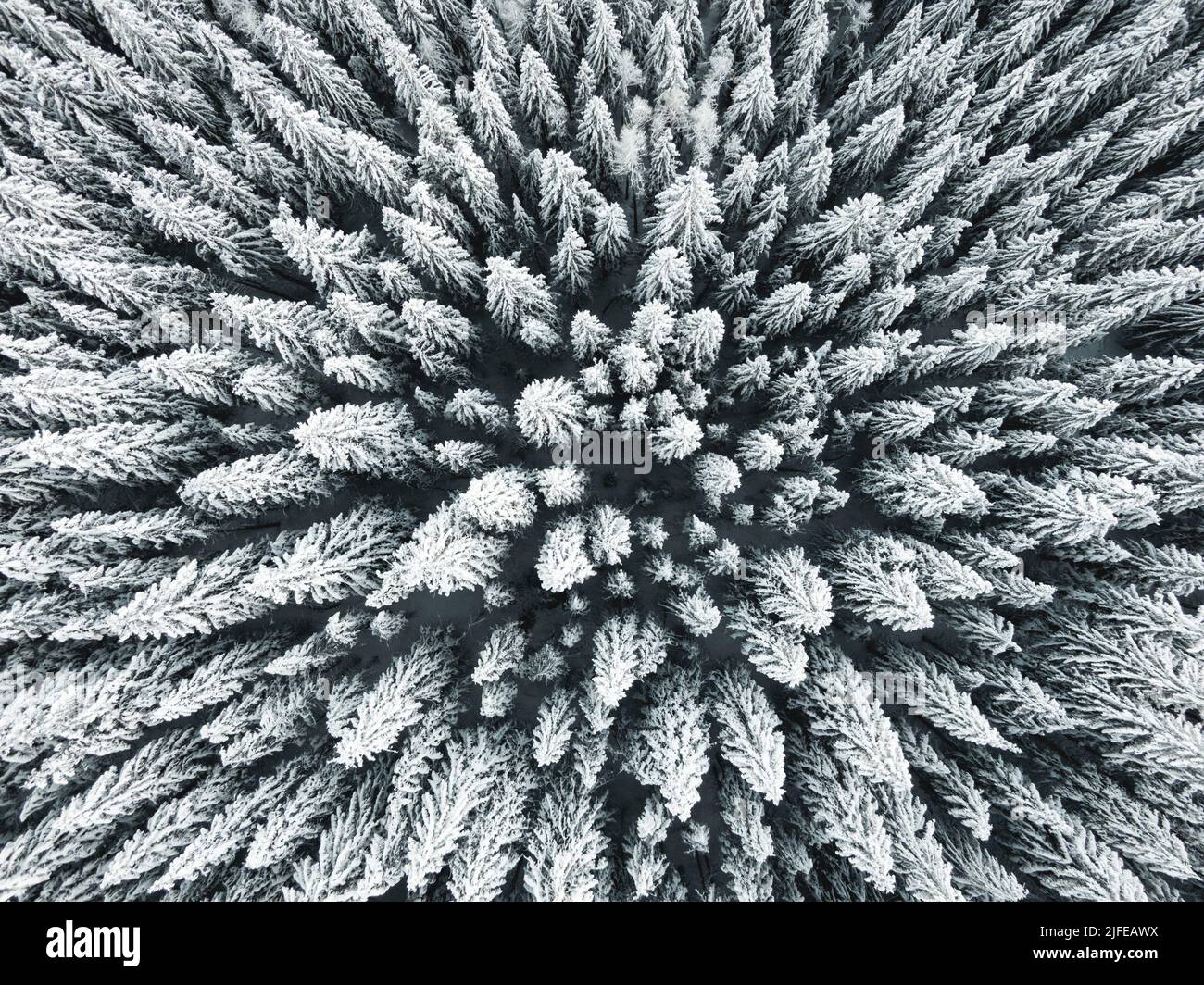 An aerial view of snowy pine trees in a forest Stock Photo - Alamy